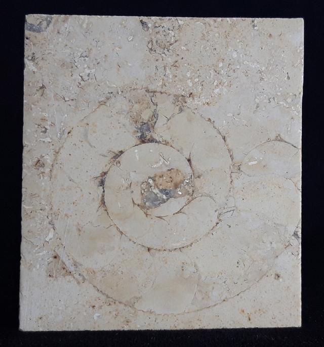 Aulacostephanus sp. (SUTNER & POMPECKJ in TORNQUIST 1896) - Bild © FossNet FossilienStore